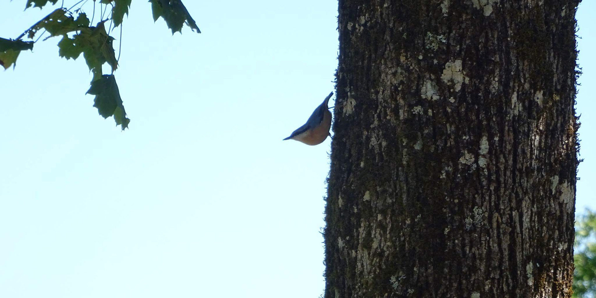 Profil de mésange